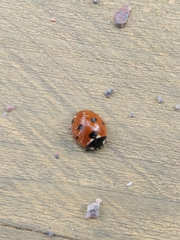 Coccinella septempunctata