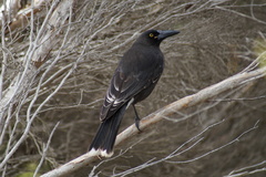 Strepera versicolor intermedia
