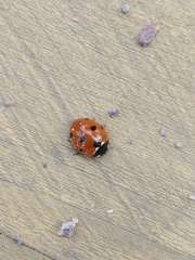 Coccinella septempunctata