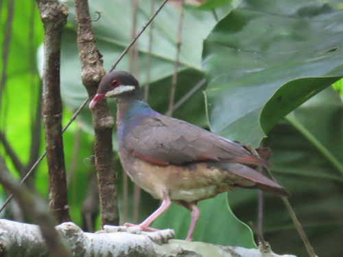 Bridled Quail-Dove