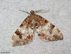 Dysstroma sobria