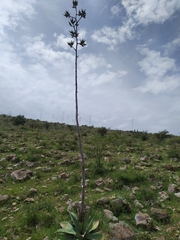 Agave durangensis