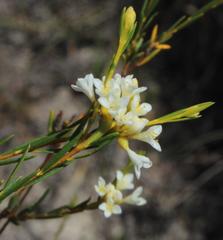 Lachnaea capitata