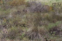 Lachnaea capitata