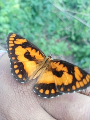 Byblia anvatara