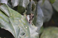 Papilio phorcas nyikanus