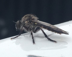 Heteropogon macerinus