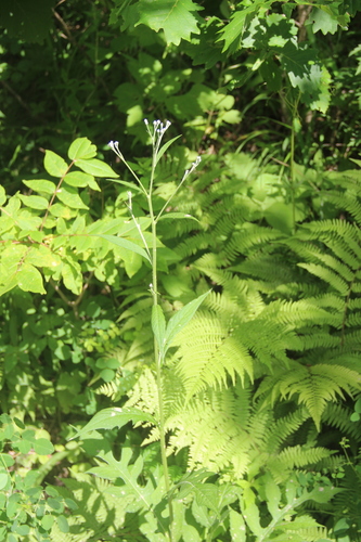 Saussurea maximowiczii iNat (1)