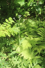 Saussurea maximowiczii