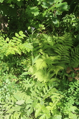 Saussurea maximowiczii