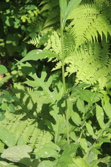 Saussurea maximowiczii