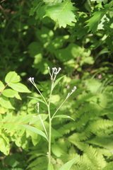 Saussurea maximowiczii