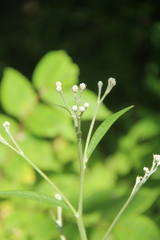 Saussurea maximowiczii