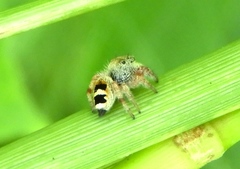 Phidippus pacosauritus