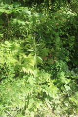 Saussurea maximowiczii