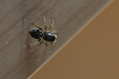 Heliophanus flavipes