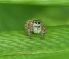 Phidippus pacosauritus