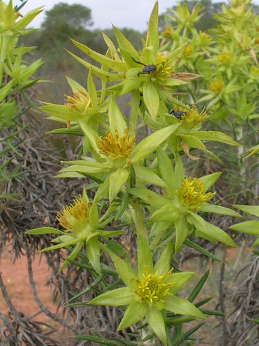 Prickly Karmedik (Heterorhachis hystrix)