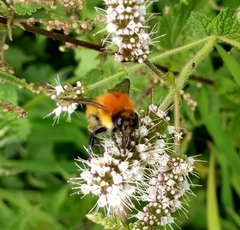 Bombus