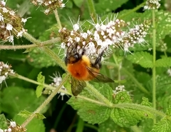 Bombus
