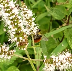 Bombus