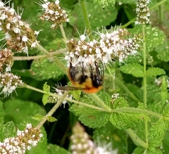 Bombus