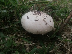 Chlorophyllum abruptibulbum