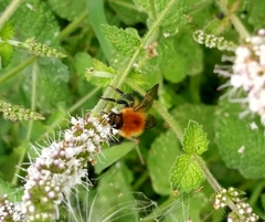 Bombus