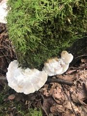 Tyromyces galactinus