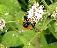 Bombus