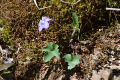 Viola palmata