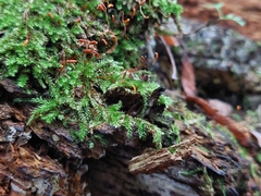 Herzogiella turfacea