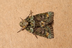 Cryphia pallida