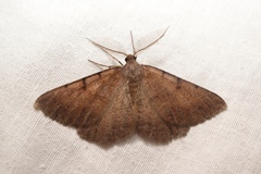 Selidosema pyrenaearia