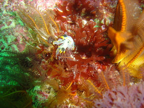 Polycera enesithsaba