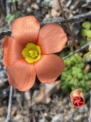 Oxalis inaequalis Weintroub