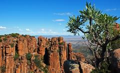 Cussonia paniculata paniculata
