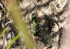 Cicindela patruela