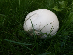 Calvatia gigantea