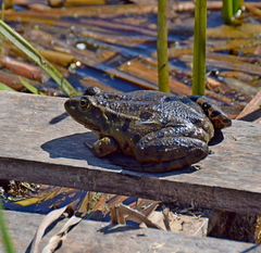 Pelophylax kurtmuelleri
