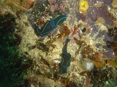Tambja capensis