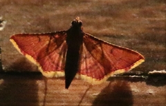 Pyraloidea