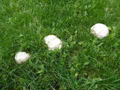 Calvatia gigantea