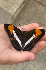 Adelpha hyas