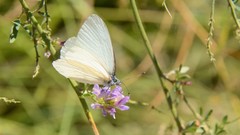 Pieris marginalis pallidissima