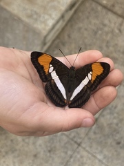 Adelpha hyas