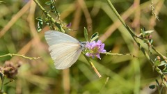 Pieris marginalis pallidissima