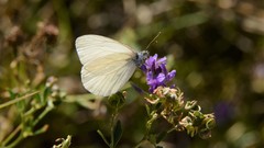 Pieris marginalis pallidissima