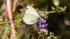Pieris marginalis pallidissima