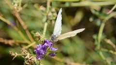 Pieris marginalis pallidissima